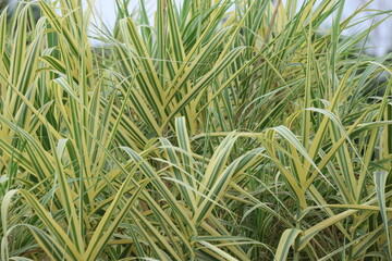 arundo donax variegata (ariegated Giant Cane) in a park