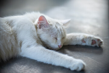 Close-up of a white cat peacefully sleeping on a smooth surface, with its paws stretched out and eyes closed, exuding a calm and serene atmosphere.