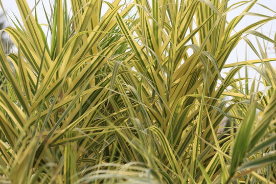 arundo donax variegata (ariegated Giant Cane) in a park
