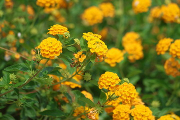 yellow lantana (shrub verbena) flowers