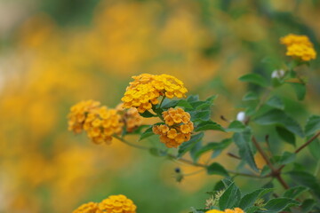 yellow lantana (shrub verbena) flowers