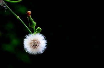 Close-up of a fluffy white dandelion seed head on a dark background, symbolizing growth, change,...
