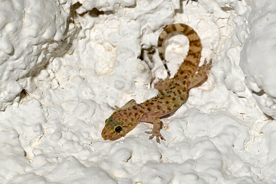 Mediterranean house gecko, Turkish gecko // Europ&auml;ischer Halbfingergecko (Hemidactylus turcicus) - Peloponnese, Greece