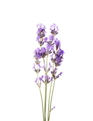Beautiful aromatic lavender flowers isolated on white