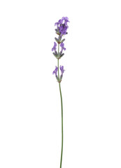 Obraz premium Beautiful aromatic lavender flower isolated on white