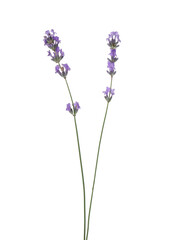 Naklejka premium Beautiful aromatic lavender flowers isolated on white