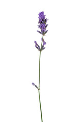 Obraz premium Beautiful aromatic lavender flower isolated on white