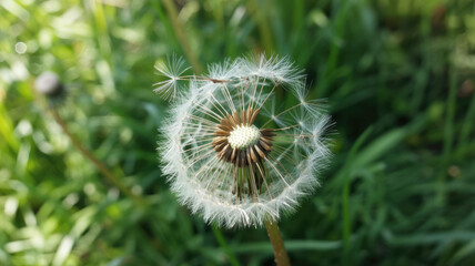 Blooming dandelion on a nature background