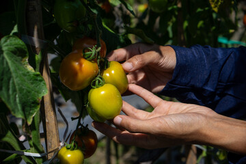 Close-up of a person’s hands gently inspecting ripening tomatoes on the vine under sunlight, showing care, detail, and dedication in organic farming activity.