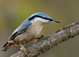 Obraz premium Nuthatch sitting on a branch
