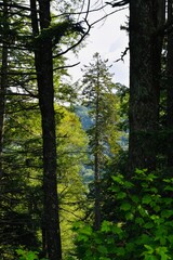 Fototapeta premium trees in the forest