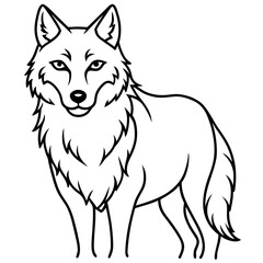 Fototapeta premium White Background Wolf