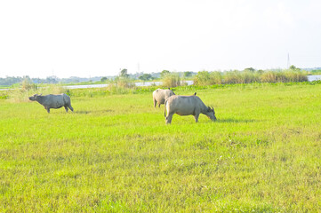 Fototapeta premium Thai buffalo eating grass on green field at countryside