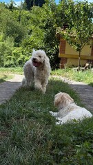 Mother Dog and Puppy Enjoy a Sunny Day Outdoors