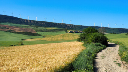 the green hills and wheat fields of May along the fourth stage of the Camino de Santiago from...