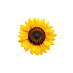 Fototapeta premium Vibrant Sunflower Bloom with Radiant Yellow Petals and Dark Center Against a Clean Background