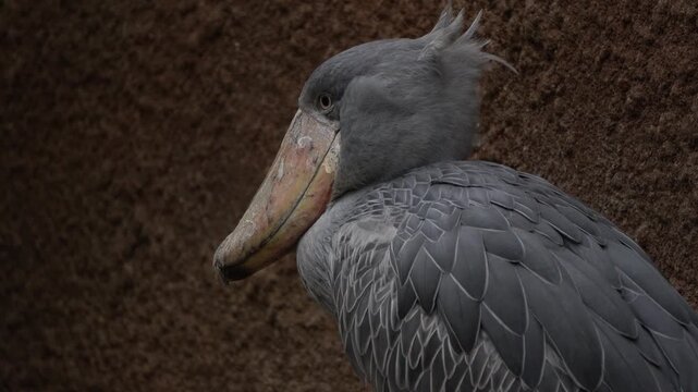 Shoebill, Bird,Whale-headed Stork