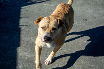 Playful Dog Running on Concrete Surface