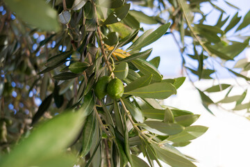 close up of olive branch with olives on blurred cityscape background on sunny day. bright...
