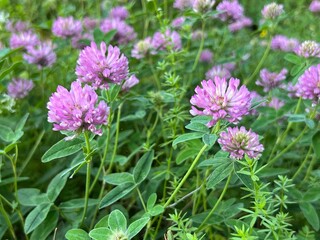 A vibrant field of red clover flowers in full bloom, showcasing their lush purple petals and green foliage.