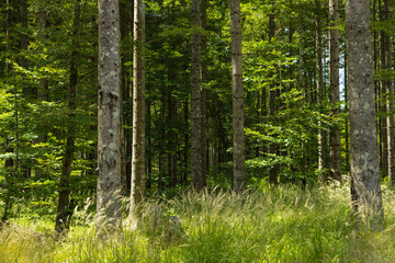 fresh, lush green forest. forest background in summer with warm tones and sunlight. nature background with dense forest 