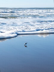 Sandpiper Reflected in the Shoreline Foam