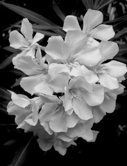 monochrome macro of a delicate white oleander branch