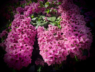macro of vivid bougainvillea flowering bush