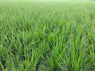 Image of a lush green rice field, with tall, vibrant stalks growing closely together in a watery paddy.