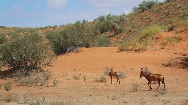 Common tsessebe small group walking in red sand dune scenery in Kgalagadi transfrontier park, South Africa; Specie Damaliscus lunatus lunatus family of Bovidae