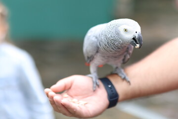 Psittacus erithacus (Congo grey parrot) sits on a human hand