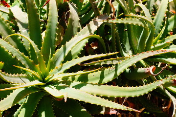 Close-up of evergreen succulent plant Aloe Vera.