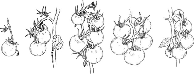 Hand drawn Tomatoes vector sketch illustration. Tomato branches.