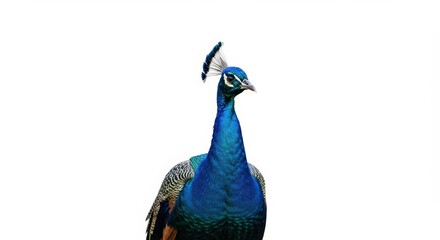 Fototapeta premium Peacock close up portrait