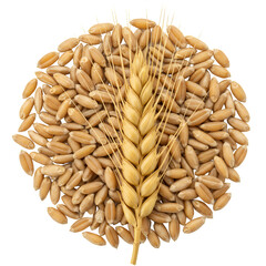 Obraz premium Golden Wheat Kernels Arranged with a Stalk on Transparent Background
