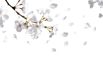 White cherry blossoms and falling petals against a black background.  Delicate blossoms on a branch with numerous, light white petals scattered around, creating a sense of movement and spring