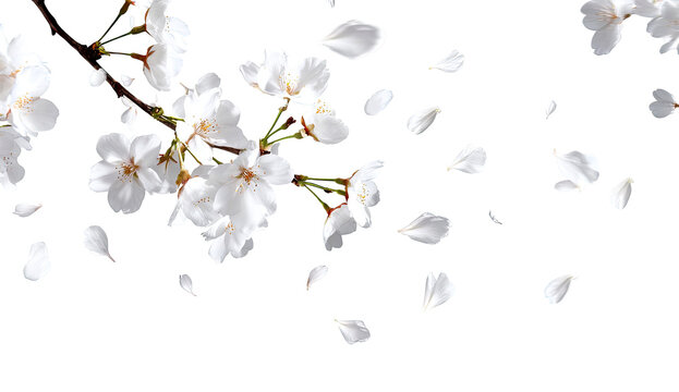White cherry blossoms and falling petals against a black background.  Delicate blossoms on a branch with numerous, light white petals scattered around, creating a sense of movement and spring