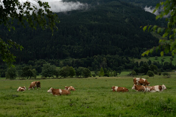 Cows on Green Field