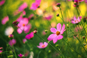 Fototapeta premium Pink cosmos flowers bloom brightly in golden sunlight, framed by lush green foliage and a soft, dreamy bokeh background.