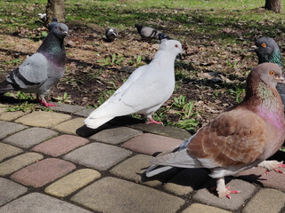 dove in the park. Wild bird