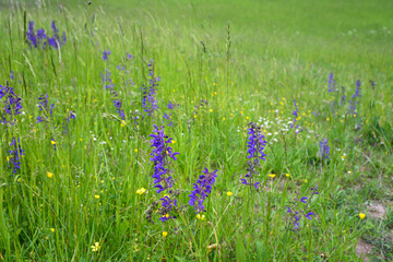 Wiesenslabei blühend 
