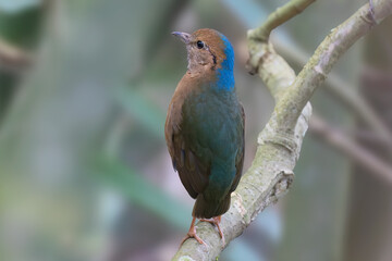 Blue-naped pitta (Hydrornis nipalensis) at Namdapha National Park, Arunachal Pradesh, India