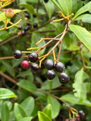 Black berries delicious natural food 