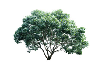 Lush green tree against black background.  Full view of a broadleaf tree with dense foliage, branches extending outward.  Soft, diffused light suggests natural outdoor setting. 