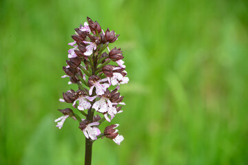 Blühende wilde Purpur Orchidee,