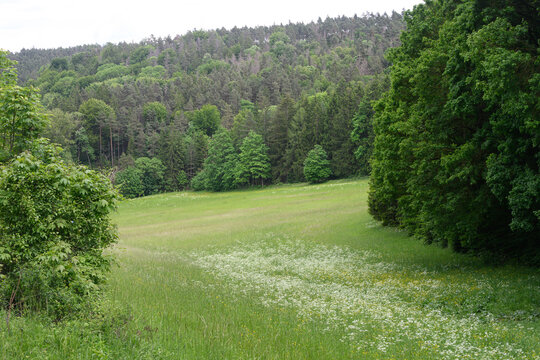 Wiese eingerahmt von Wald mit Bl&uuml;ten und Berghanh