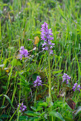 Knabenkraut in der Wiese am Inn