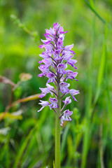 Knabenkraut in der Wiese am Inn