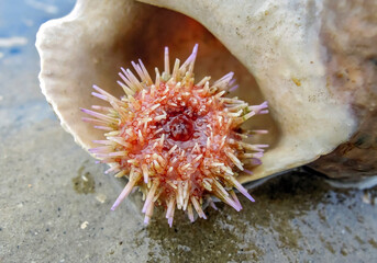 Kleiner Seeigel in einen Wellhornschneckengeh&auml;use im Watt an der Nordsee
