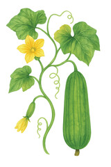 Luffa Gourd Vine with Leaves and Flower – Watercolor PNG